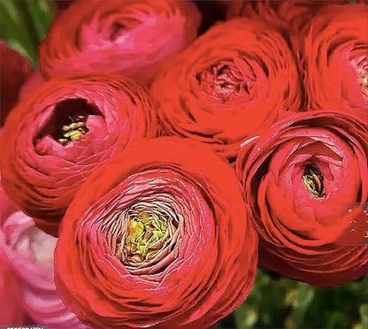 French Peony Mixed Ranunculus - 12 Largest Size Corms, Premium Ranunculus Bulbs, Vibrant Multicolor Blooms, Ideal for Garden Beds, Perfect for Spring Planting, Stunning Peony-Like Flowers