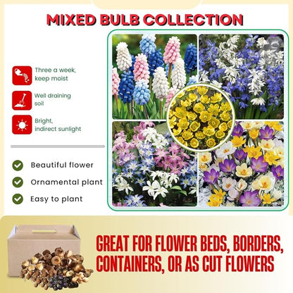 50 Days Blooms Mixed Flower Bulbs, Earliest Spring Blooms, Vibrant Colorful, Cold Hardy, Top Size Bulb for Easy Care, Flowerbeds