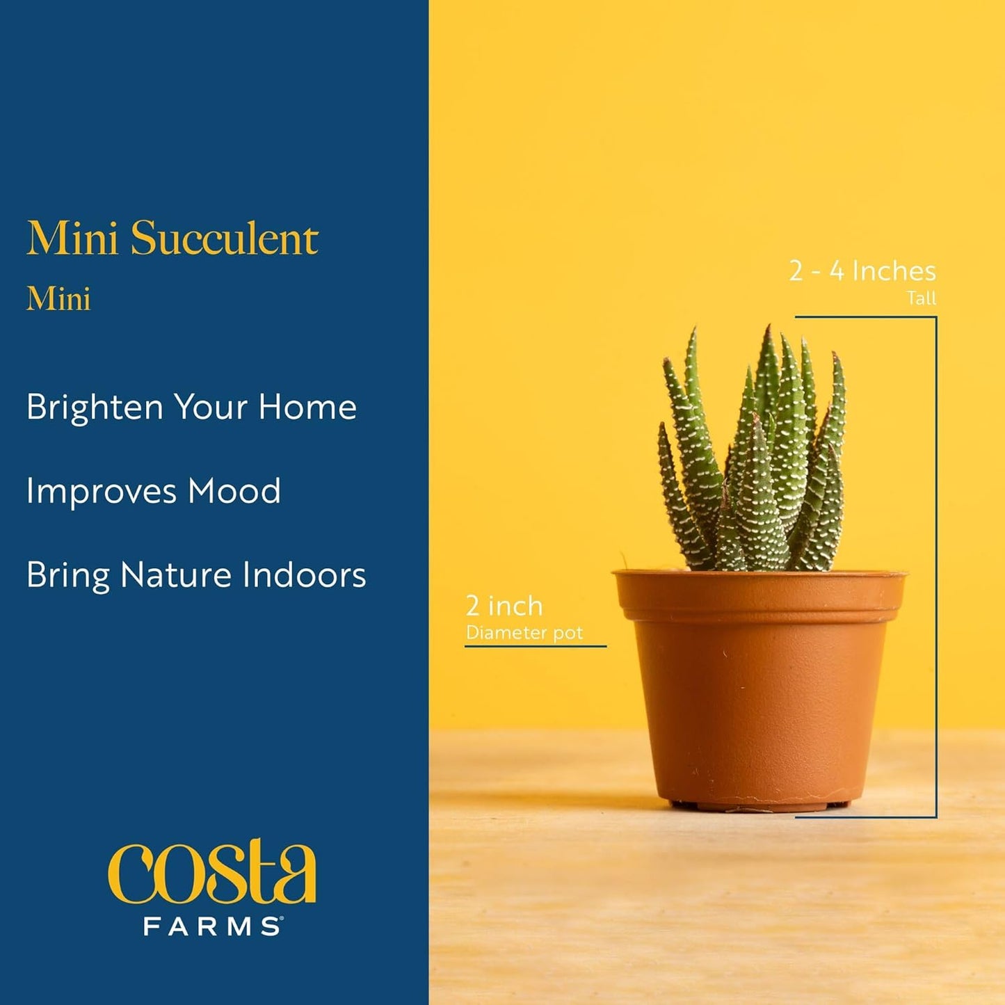 Costa Farms Succulents (6 Pack), Live Mini Succulent Plants, Grower's Choice Live Houseplants, Potted in Nursery Plant Pots, Potting Soil, Gift for Bulk Baby Shower, Bridal Shower, DIY Room Decor