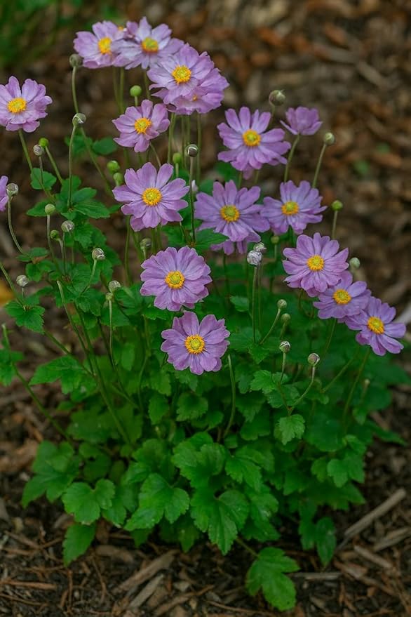 Perennial Farm Anemone x Hybrida Fantasy™ 'Pocahontas' – Live Windflower in #1 Container, Semi-Double Pink Blooms, Compact, Long Blooming, Deer Resistant, Ideal for Borders & Pollinator Gardens