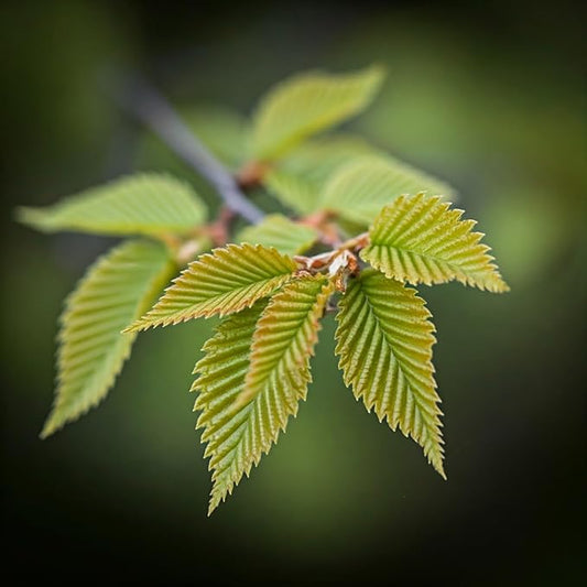 Tree Grow Kit | Easy to use | Educational | Memorial Gift | Plant It for The Planet | Grow Your Own Tree |Wide Selection to Choose from (Elm)
