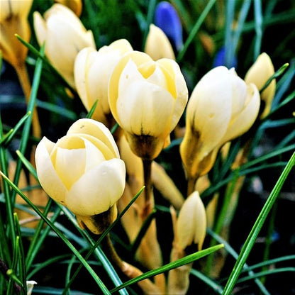 Easy to Grow Crocus Cream Beauty 20 Plant Bulbs - Fragrant Light Yellow Flowers in Late Winter to Early Spring, Outdoor Zones 3-8