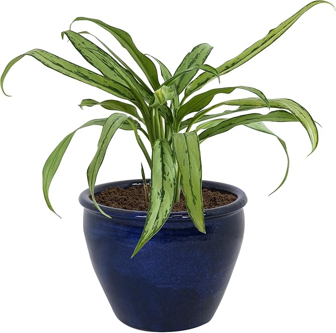 Sunnydaze Large Ceramic Plant Pot - Round Outdoor Glazed Ceramic Planter Pot with Drainage - Chalet - Imperial Blue - 14.5"