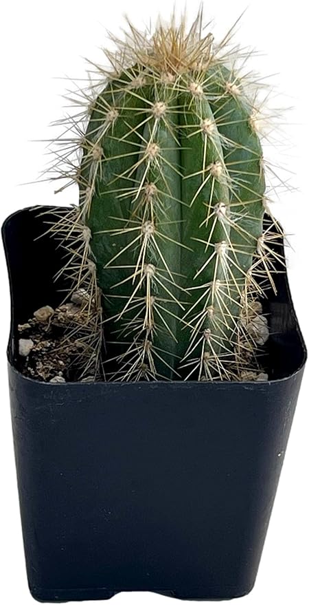 Fat Plants San Diego Mini Cactus Plants in Plastic Planters