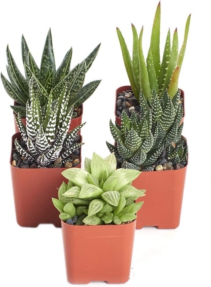 Shop Succulents | Alluring Collection of Live, Hand Selected Variety Pack of Mini 5 Different Aloe Plants in 2" Grower Pots, Easy to Grow and Hard to Kill