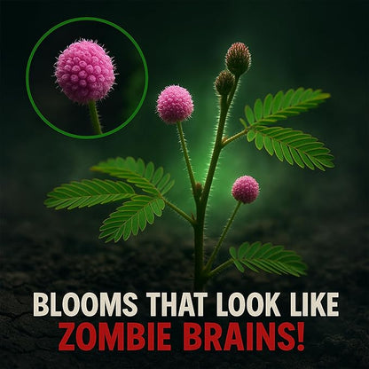 Zombie Plant Seed Packets – Grow a Live Sensitive Plant That Plays Dead When Touched! Indoor Plant Seeds & Educational STEM Activity | House Plant Seeds | Unique Garden Seeds – 2 Pack
