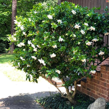 Gardenia Mystery - Gardenia Jasminoides. Hardy Evergreen Shrub with Large, Sweetly Fragrant White Flowers, Ideal for Landscaping and Container Gardening (2 Gardenia Mystery Plants in Sac)