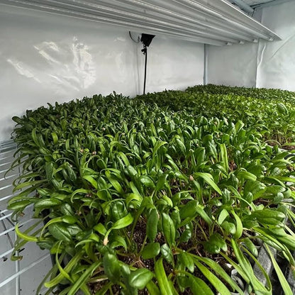 Active Grow 4FT T5 HO LED Grow Light – 4×25W Full Spectrum Panel, High CRI 95, Daisy-Chainable – Ideal Grow Light for Indoor Plants, Veg & Bloom, T5 Grow Lights Fixture