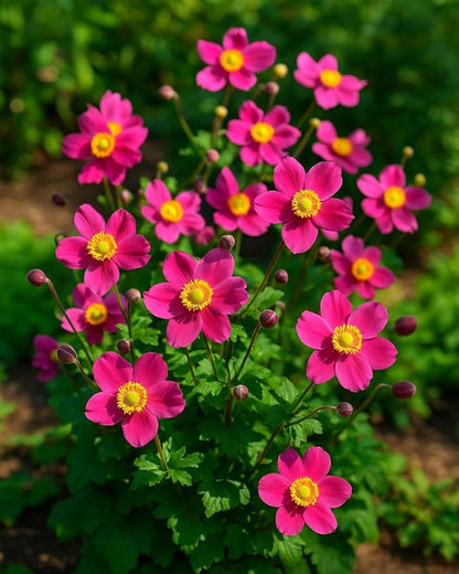 Perennial Farm Anemone x Hybrida Fantasy™ 'Red Riding Hood' – Live Windflower in #1 Container, Bright Rose-Pink Blooms, Compact Habit, Long Blooming, Deer Resistant, Great for Borders & Shade Gardens