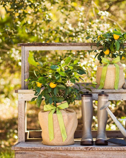 Meyer Lemon Tree Sympathy Gift, Live Dwarf Fruit Tree That Bears Juicy Lemons, The Perfect Memorial Gift by The Magnolia Company, No Shipping to TX, LA, AZ, AL, CA