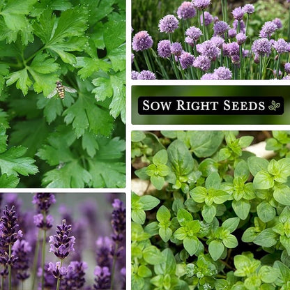 Sow Right Seeds - Large Herb Garden Seed Collection for Planting - Basil, Chives, Parsley, Lavender, Oregano, Dill, Lemon Balm, Chamomile & Thyme - Non GMO Heirloom - Plant Outdoors or Indoors