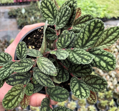 Watermelon Begonia Vine Starter Plant in 2 Inch Pot - Pellionia pulchra