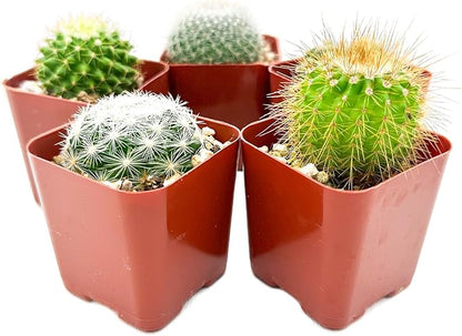 Sprout N Green Live Cactus Plants, 5 Pack Assorted Real Cacti Potted in 2" Starter Pot with Soil Mix, Rare Small Indoor House Plants for Home Garden Wedding Decor Party Favor