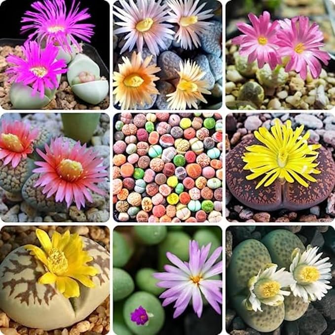 Mix Lithops Succulents Plants Live Bulks, Pack 20 Corlorful Living Stones Lithops Live Plants, Beautiful Lithops Living Stones to Grow, Lithop Succulents Cactus Garden