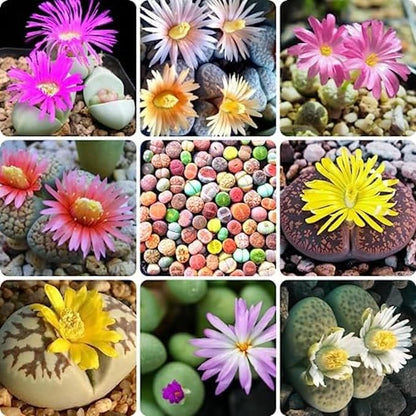 Mix Lithops Succulents Plants Live Bulks, Pack 20 Corlorful Living Stones Lithops Live Plants, Beautiful Lithops Living Stones to Grow, Lithop Succulents Cactus Garden