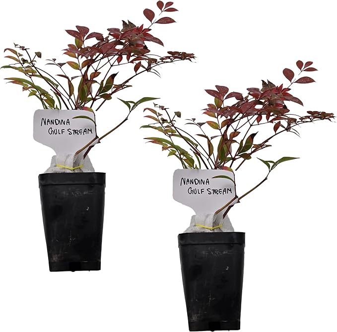 Nandina Gulf Stream - Nandina domestica. Compact Heavenly Bamboo | Year-Round Color | Low Maintenance Shrub | Drought Tolerant | Live Plant (2 Nandina Gulf Stream Cups)