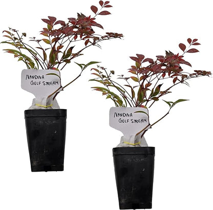Nandina Gulf Stream - Nandina domestica. Compact Heavenly Bamboo | Year-Round Color | Low Maintenance Shrub | Drought Tolerant | Live Plant (2 Nandina Gulf Stream Cups)