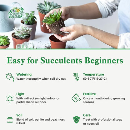 Sprout N Green Rare Succulent Callisia repens 'Pink Lady', 1 Live Succulent Plant Fully Rooted, House Plant for Indoor Outdoor Home Office Wedding Decoration DIY Project Party Favor