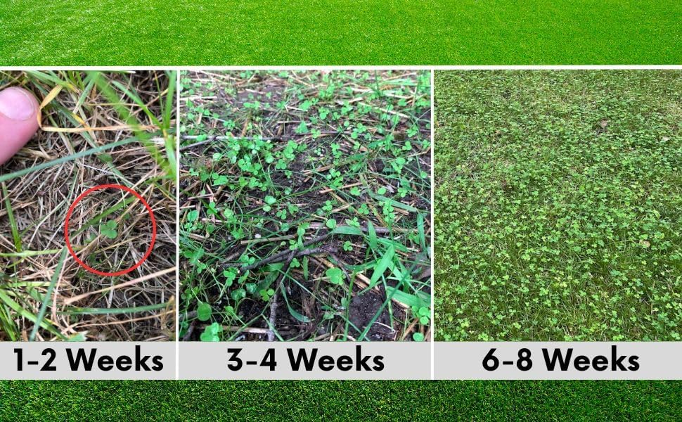 Flawn Seed Kits 2 Lbs Micro Clover Seed, Organic Coated, Eco-Friendly, Low Growing, Low Maintenance, Lawn Alternative, Kraft Zipper Pouch, Covers up to 7200 Sqft