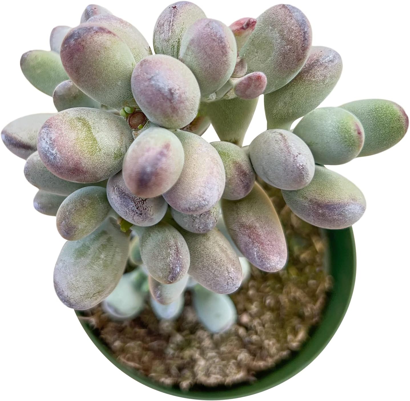 Sprout N Green Cotyledon Orbiculata cv., Rare Live Succulent Plant Fully Rooted in 4" Planter with Soil, Home Office Indoor Outdoor Wedding Decoration DIY Projects Party Favor