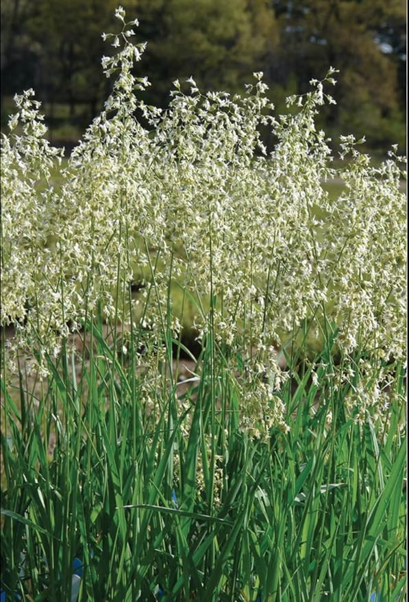 Organic Sweetgrass Live Plant 3" Pot - Vanilla Grass, Buffalo Grass - Native Herb for Smudging, Healing, Spiritual