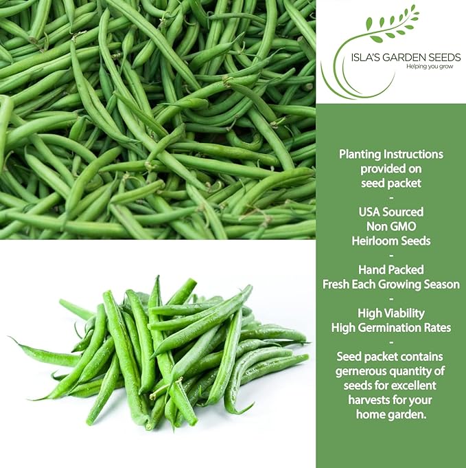 Burpee Stringless Green Bean Seeds (Phaseolus vulgaris) – 50+ Non-GMO Heirloom Seeds by Isla’s Garden Seeds, Crisp Tender Pods with No Strings, Easy to Grow for Raised Beds & Summer Harvests