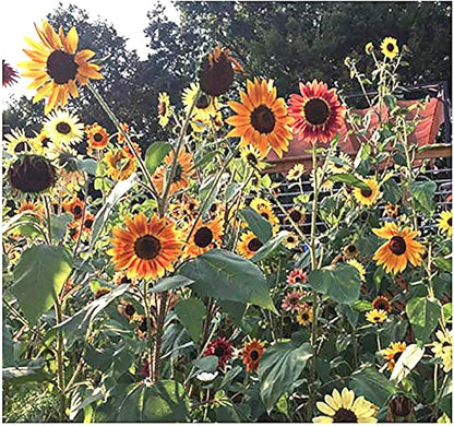 Autumn Beauty Sunflower Seeds