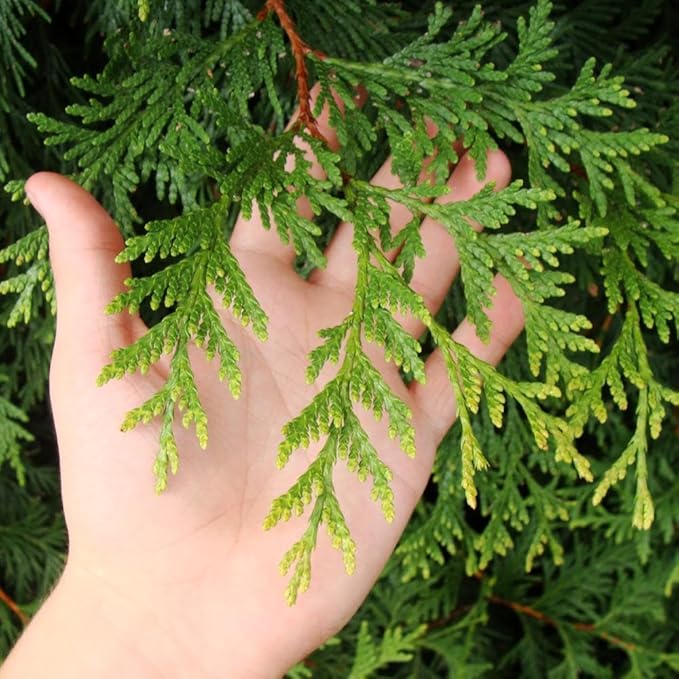 Brighter Blooms - Thuja Green Giant, 5-6 Feet - Live Plant - No Shipping to AK, AZ, HI, OR
