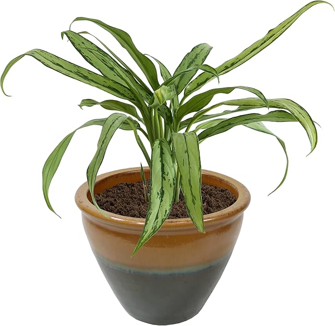 Sunnydaze Large Ceramic Plant Pot - Round Outdoor Glazed Ceramic Planter Pot with Drainage - Chalet - Forest Lake Green - 14.5"