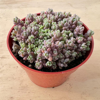 Sprout N Green 4" Sedum Dasyphyllum 'Minor', Live Succulent Fully Rooted in Pots, Rare House Plant for Home Office Indoor Outdoor Wedding Decoration, DIY Projects, Party Favor