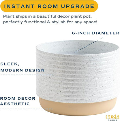 Costa Farms Live Sago Palm, Easy to Grow Live Indoor Plant, Houseplant in Plant Pot, Home and Room Decor, 1 Foot Tall