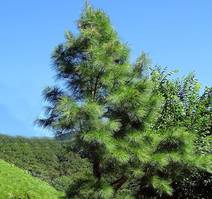 Cedar, Dogwood, Pine, Redwood, Spruce, Tree Seed by MySeeds.Co, You Choose The Color n Quantity (1 Pack, Frankincense Pine - Big Pack)