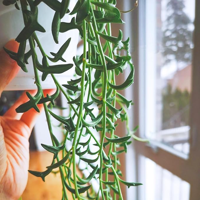 String of Dolphins in 4 inch Nursery Planter, Live Succulent Plant Fully Rooted in Pots with Soil, Rare House Plant for Home Office Wedding Decoration DIY Projects Party