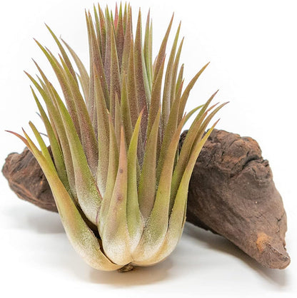 Jumbo Air Plant Ionantha Guatemala 'Macho' - Live Tillandsia Succulent House Plants - Available in Wholesale and Bulk - Home and Garden Decor - Easy Care Indoor and Outdoor Plants (Pack of 1)