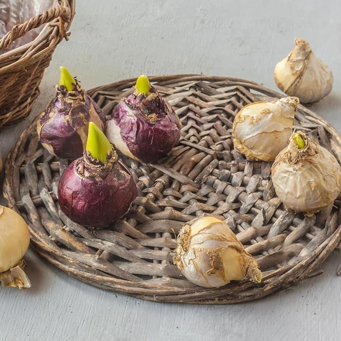 50 Mixed Hyacinth Bulbs – Fragrant Spring Flowers in Assorted Colors – Ideal for Beds & Containers – Bulk of Spring-Blooming Flowers – Easy Fall Planting - Plant in Gardens & Borders - Willard & May