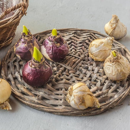 50 Mixed Hyacinth Bulbs – Fragrant Spring Flowers in Assorted Colors – Ideal for Beds & Containers – Bulk of Spring-Blooming Flowers – Easy Fall Planting - Plant in Gardens & Borders - Willard & May