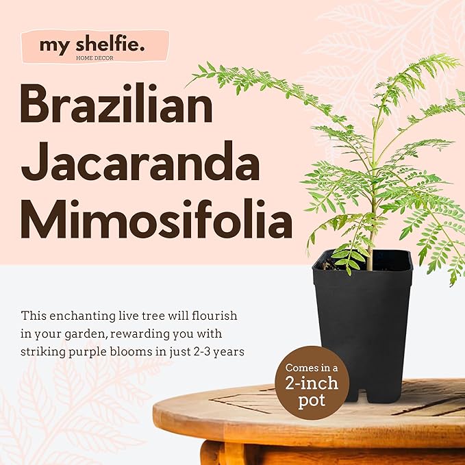 My Shelfie - Mini Jacaranda Tree, 3-4 Inch Tall Bonsai Tree in 2-Inch Pot, Trees Live Plants Outdoor Hardiness Zones 9-11, Bonsai Tree Live with Purple Flowers