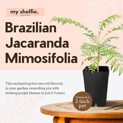 My Shelfie - Mini Jacaranda Tree, 3-4 Inch Tall Bonsai Tree in 2-Inch Pot, Trees Live Plants Outdoor Hardiness Zones 9-11, Bonsai Tree Live with Purple Flowers