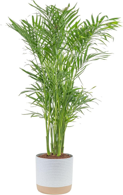 Costa Farms Cat Palm, Live Indoor Houseplant in Garden Plant Pot, Floor House Plant Potted in Potting Soil, Housewarming Gift for New Home, Living Room, Office, Patio Palm Tree Decor, 3-4 Feet Tall