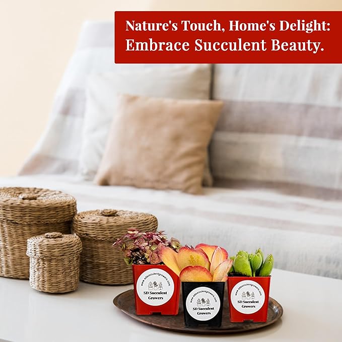 Live Succulents Plants Variety Pack - Well Rooted Plants in 2 Inch Pots - Real, Small, Assorted Houseplants for Indoor, DIY, Home Decor, Wedding, or Birthday Gifts (9 Pack)