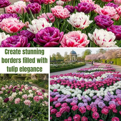 10 Tulip Bulbs for Fall Planting Bulk, Tulip Bulb, Perennial Flower Bulbs for Garden Growing, Tulip Bulbs Bulk (Double Mix)