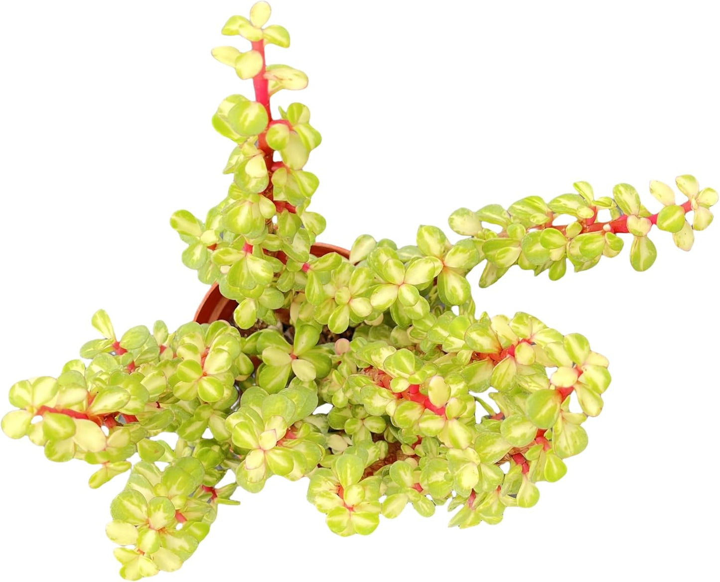 Sprout N Green Variegated Elephant Bush, Portulacaria afra 'Variegata' Live Succulent Plant Fully Rooted in 4" Pots with Soil Mix, Houseplant for Indoor Outdoor Home Office Decor