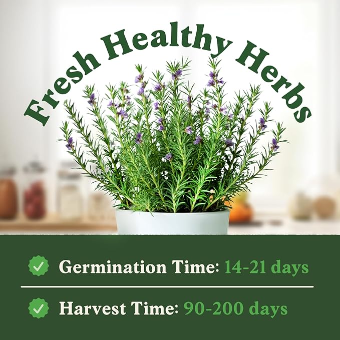 Seedboy Organic Rosemary Seeds for Planting Indoor and Outdoor, Non-GMO and USDA Certified Herb Seed Packet for Hydroponic Garden Indoor or Planting Outdoors (Rosemary)