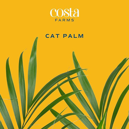 Costa Farms Cat Palm (2-Pack), Live Plants Houseplants in Decor Pots, Real Floor House Plant in Potting Soil, Housewarming Gift for New Home, Living Room, Office, Patio Palm Tree Decor, 3-4 Feet Tall