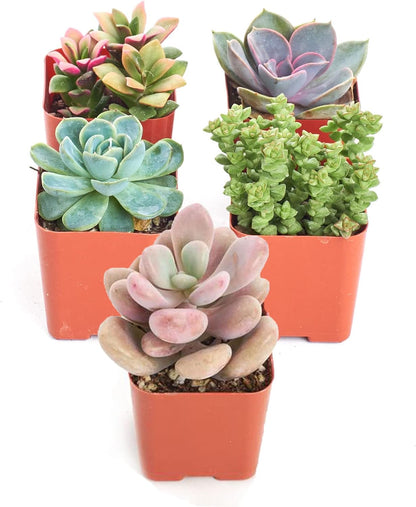 Shop Succulents Pastel Succulent Plant Pack Collection - Live Mini Succulent Plants, Low Maintenance, Bright & Serene Colors & Textures - Wedding and Party Favors, Gift & Garden, Pack of 5