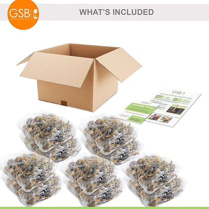 Garden State Bulb Narcissus Tahiti Double Daffodil Flower Bulbs, 16/18cm, Fall Planting (Bag of 250)