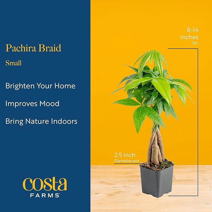 Costa Farms Money Tree Live Plant | 8-10 Inches Tall | Easy to Grow Indoor Houseplant in 2.5 Inch Cute Planter | Live Bonsai Home, Office, or Room Decor | Gardening, Birthday, and Housewarming Gift