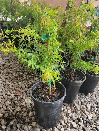 Kamagata Dwarf Japanese Maple - Live Plant - (2.5 QT)