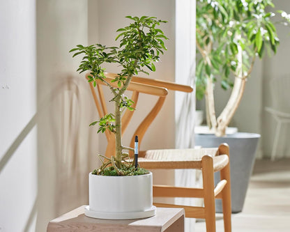 Sustee Aquameter - Medium - Black - Bundle of 5 - Leave-in Soil Moisture Meter for Potted Plants - Plant Water Sensor - Refillable