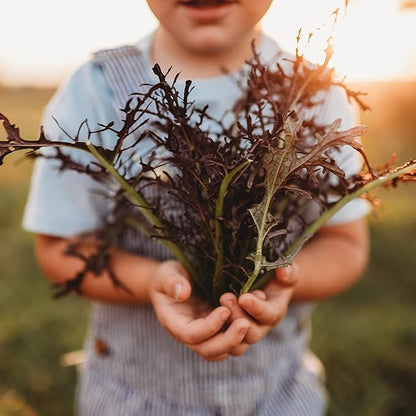 Red Mizuna - 500 Seeds - Heirloom & Open-Pollinated Variety, Non-GMO Vegetable Seeds for Planting, Grow Your Own Mustard Greens Indoors/Outdoors in Containers or The Garden, Thresh Seed Company